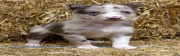 Border Collie dogs for sale: Aspen - Ad 1