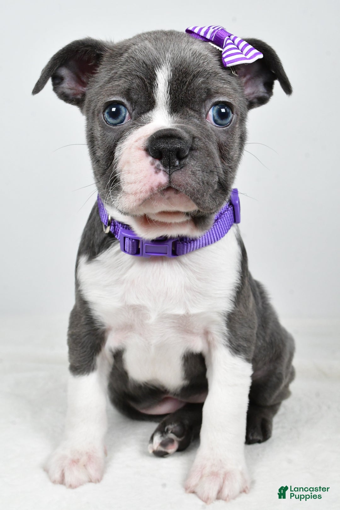 Mixed Breed dogs for sale: Sadie - Ad 9