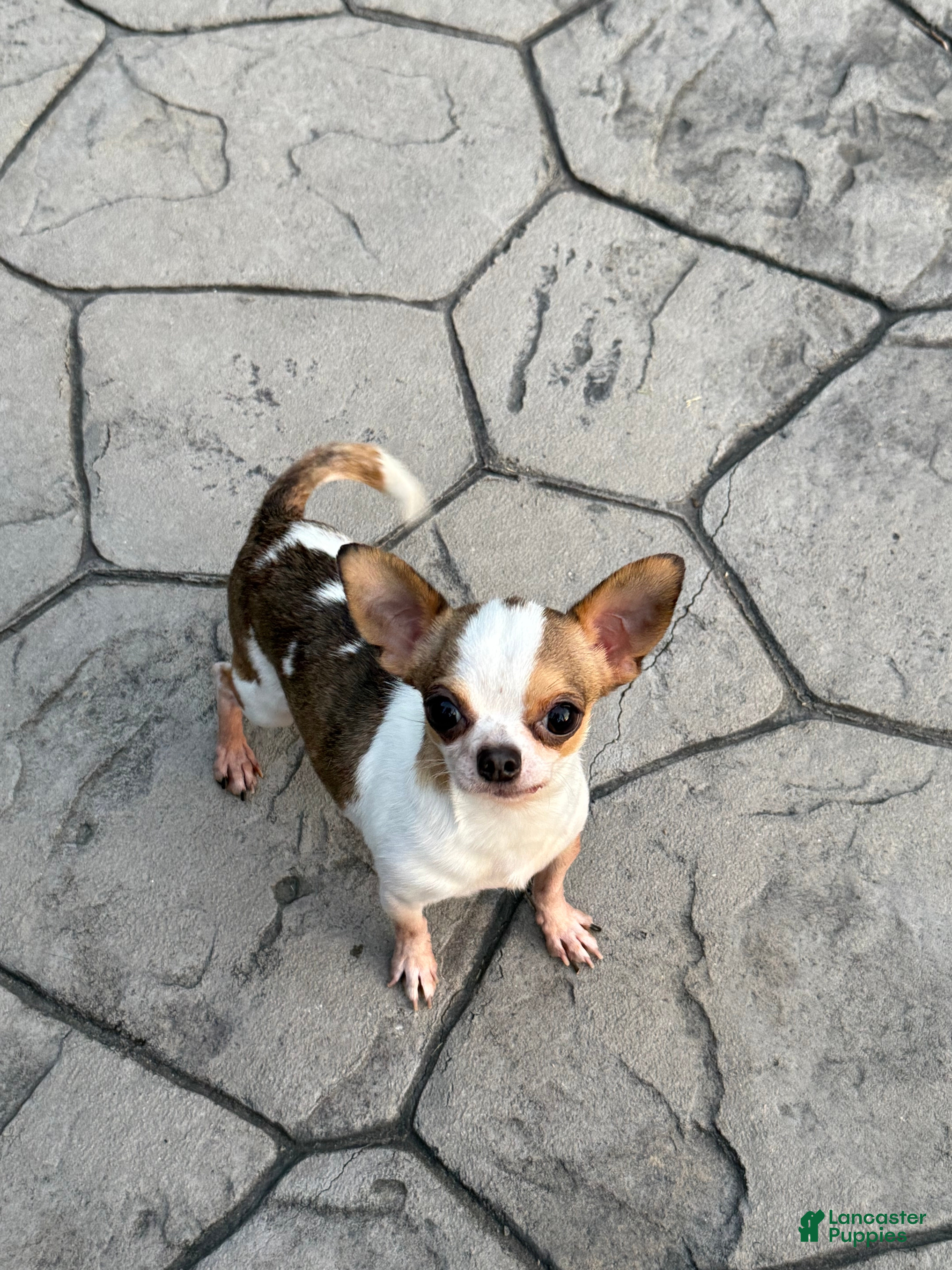 Chihuahua dogs Bambi AKC Full Rights - Ad 1