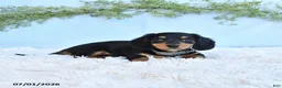 Miniature Dachshund dogs for sale: Rhonda - Ad 4