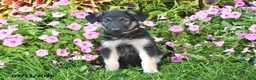 German Shepherd dogs for sale: Taylor - Ad 2