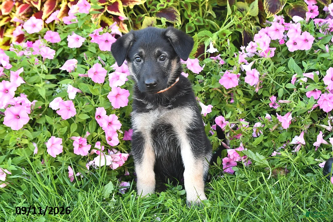 German Shepherd dogs for sale: Taylor - Ad 2