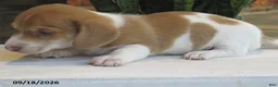 Miniature Dachshund dogs for sale: Smores - Ad 3
