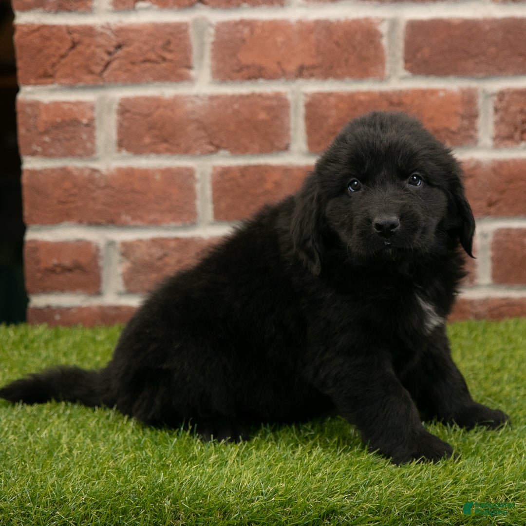 Newfoundland dogs for sale: Hallie - Ad 3