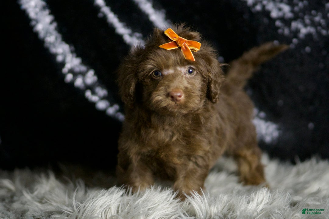 Yorkiepoo dogs for sale: choco - Ad 4