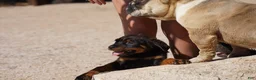 Rottweiler dogs for sale: Light Blue Collar - Ad 7