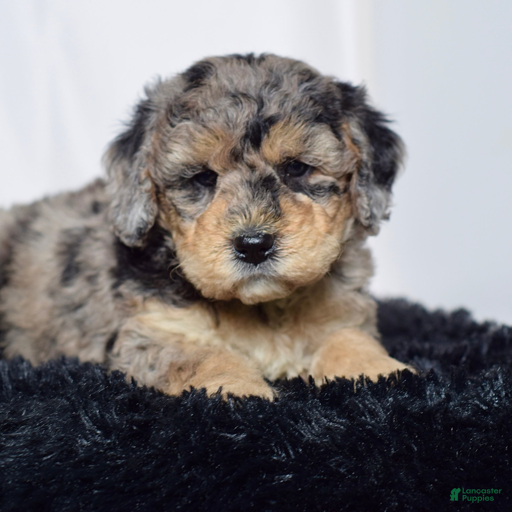 Mini Goldendoodle dogs for sale: Mr. Kip - Ad 7