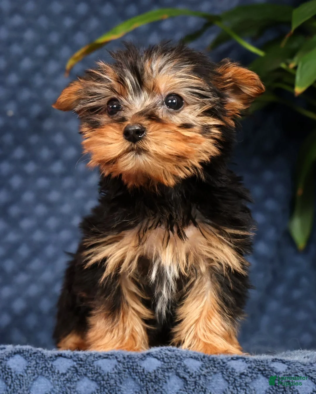 Yorkshire Terrier dogs for sale: Kyle - Ad 1