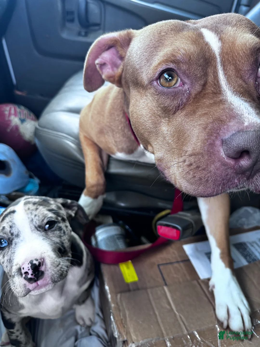 Gallery Image {{count}}