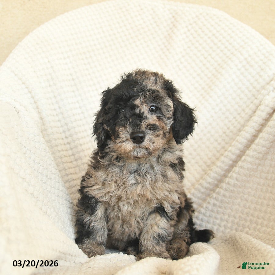 Miniature Poodle dogs Benny - Ad 1