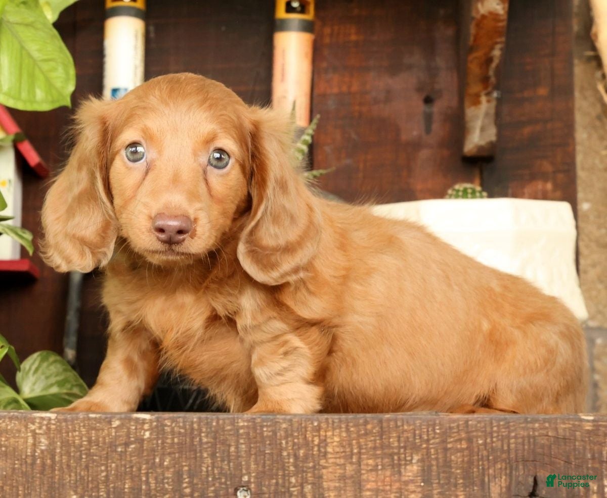 Miniature Dachshund dogs for sale: Rocky - Ad 3