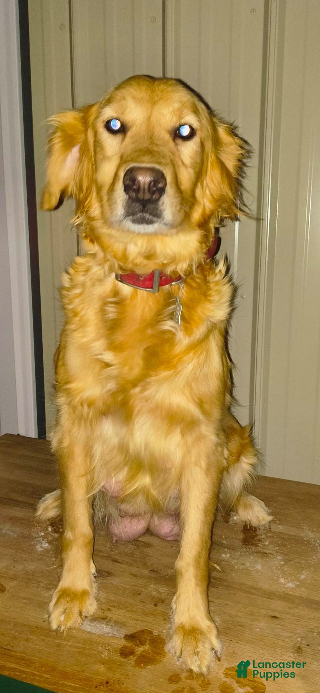 Mini Goldendoodle dogs for sale: Brent - Ad 11