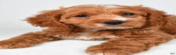 Cockapoo dogs for sale: Gracie - Ad 7