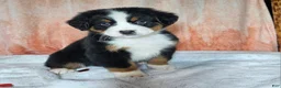 Bernese Mountain Dog dogs for sale: Cooper - Ad 2