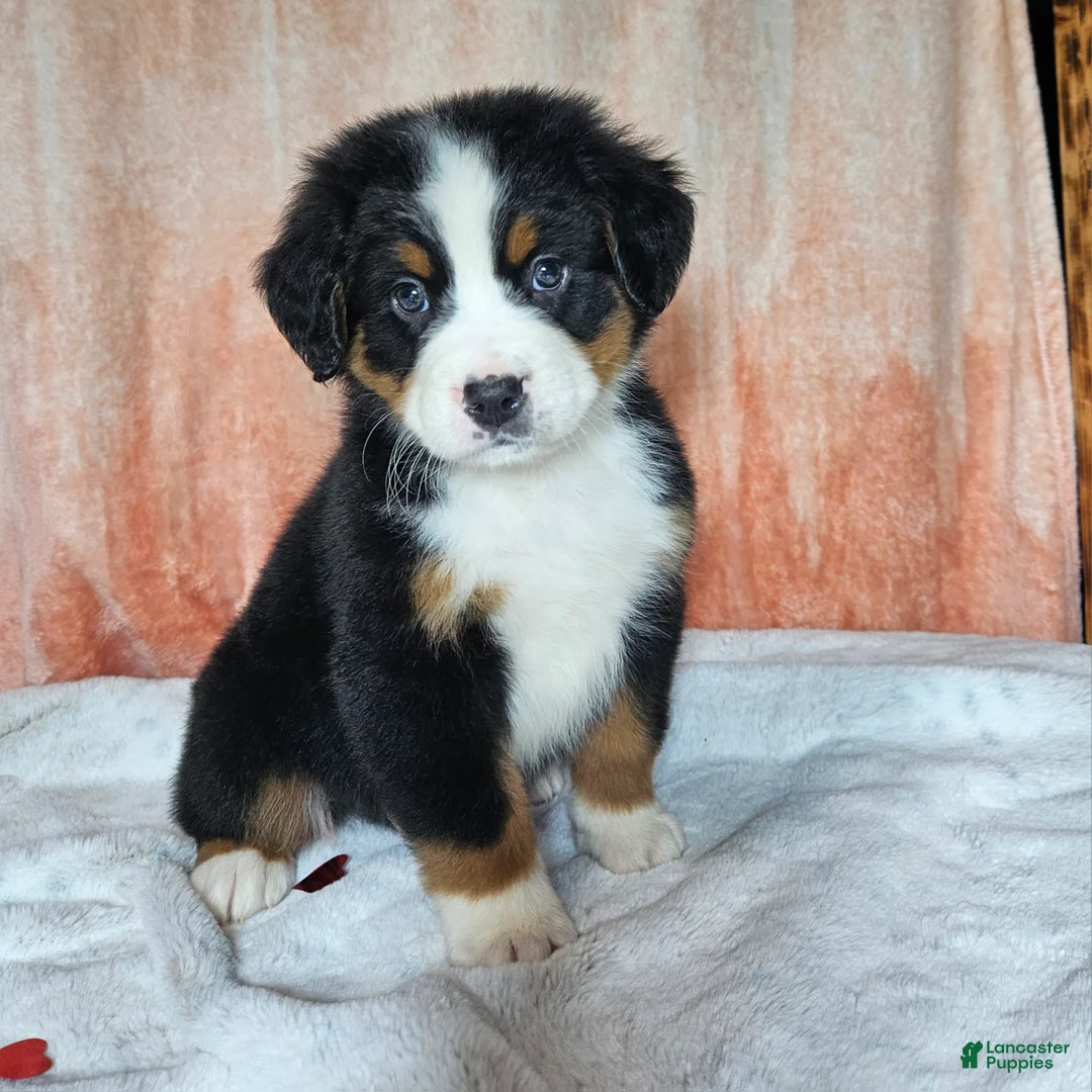Bernese Mountain Dog dogs for sale: Cooper - Ad 2