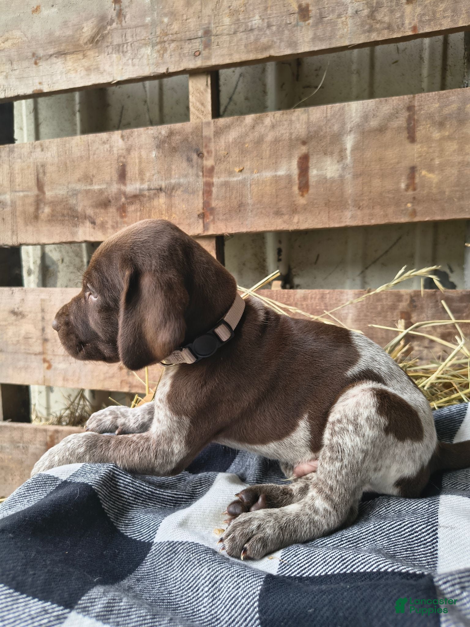 German Shorthaired Pointer dogs Chase - Ad 24