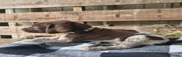 German Shorthaired Pointer dogs for sale: Chase - Ad 1