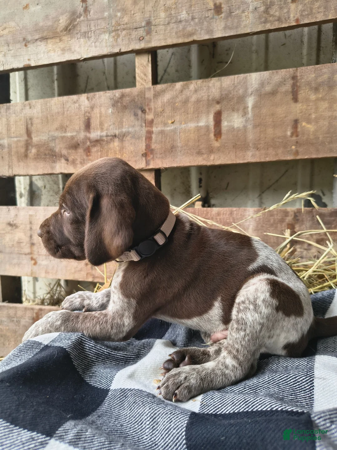 German Shorthaired Pointer dogs for sale: Chase - Ad 1
