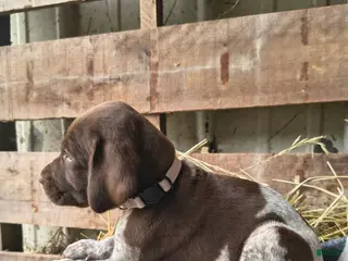 German Shorthaired Pointer dogs Chase - Ad 24