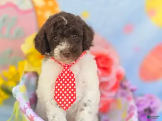 Mini Goldendoodle dogs Chex - Ad 17