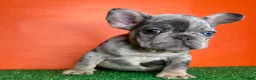 French Bulldog dogs for sale: Otto - Ad 5