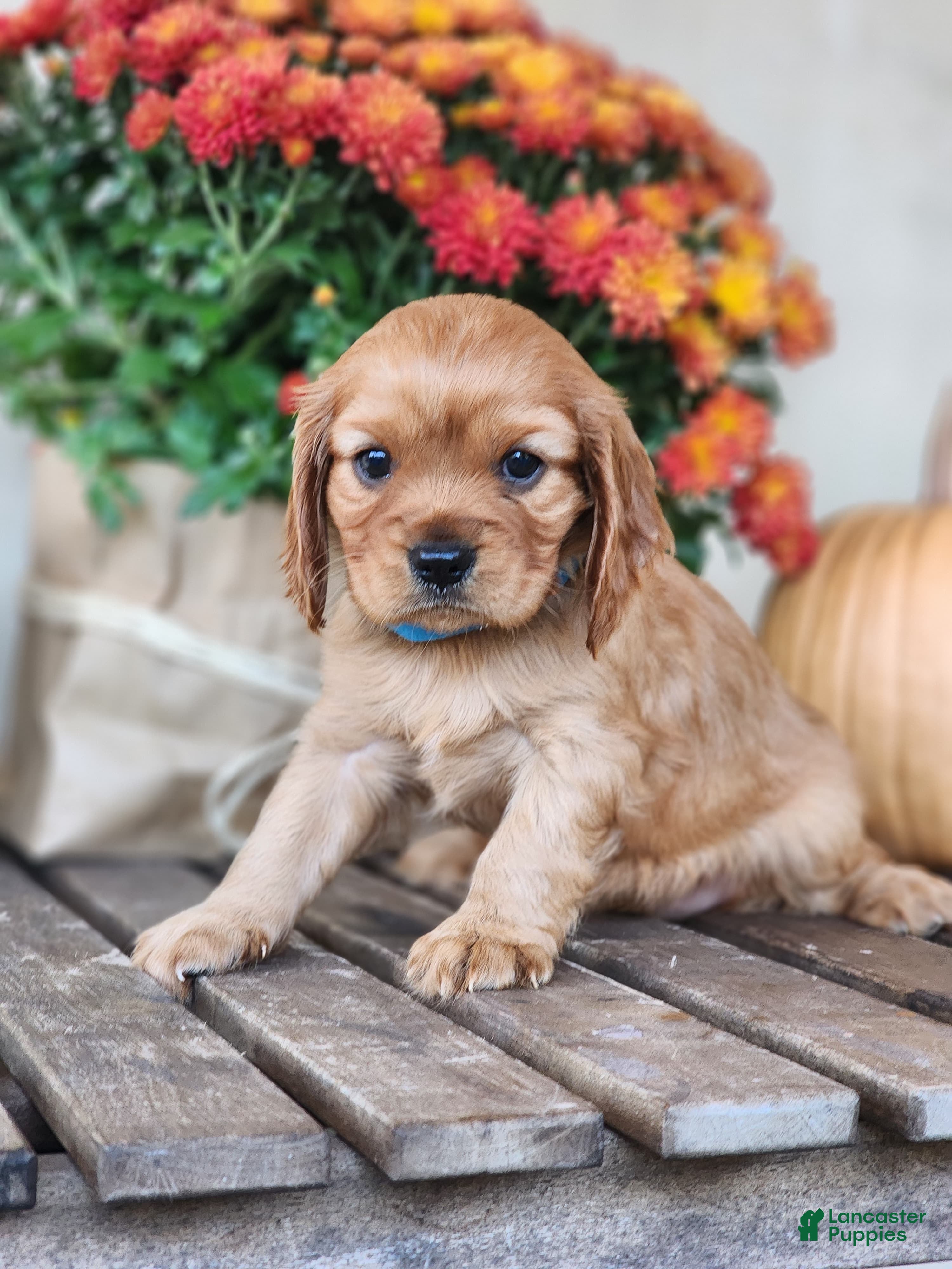 Cavalier King Charles Spaniel dogs Tracy - Ad 1
