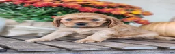 Cavalier King Charles Spaniel dogs for sale: Tracy - Ad 1