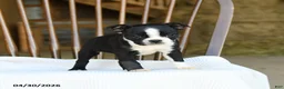 Boston Terrier dogs for sale: Eleanor - Ad 5