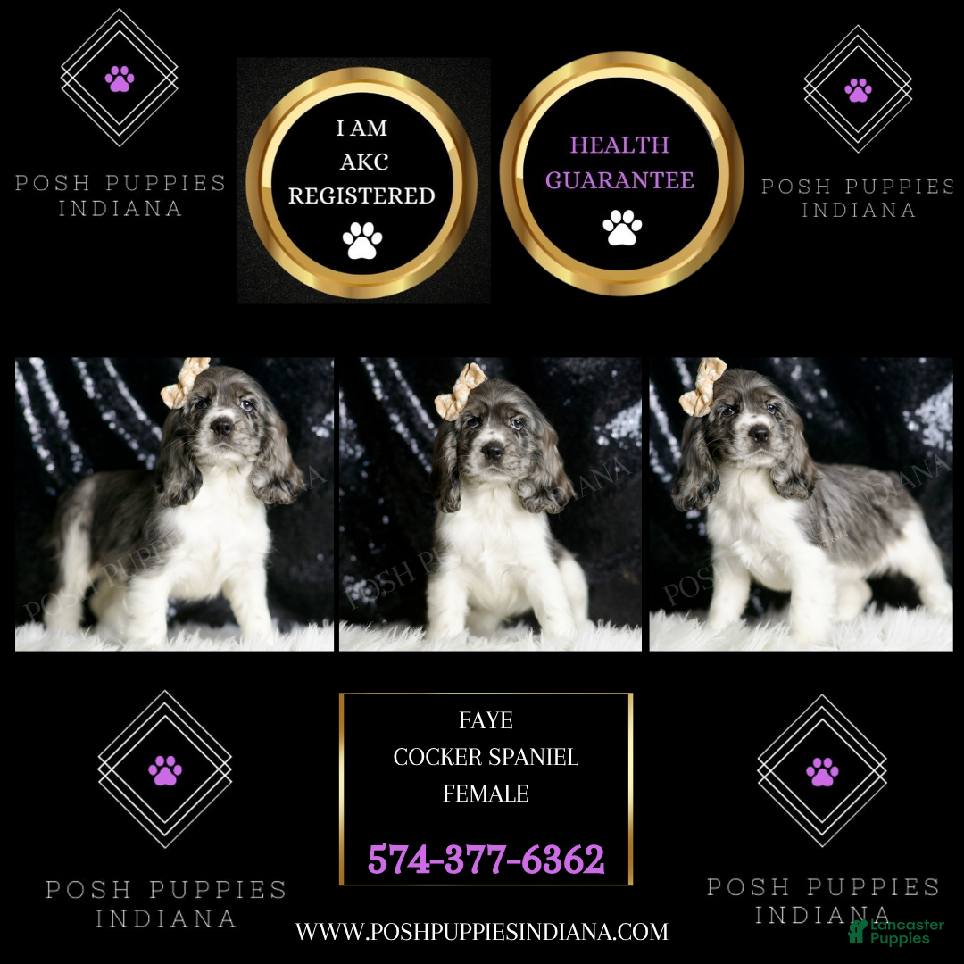 Cocker Spaniel dogs for sale: Faye - Ad 5