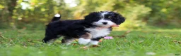 Mini Bernedoodle dogs for sale: Martha🎀 - Ad 3