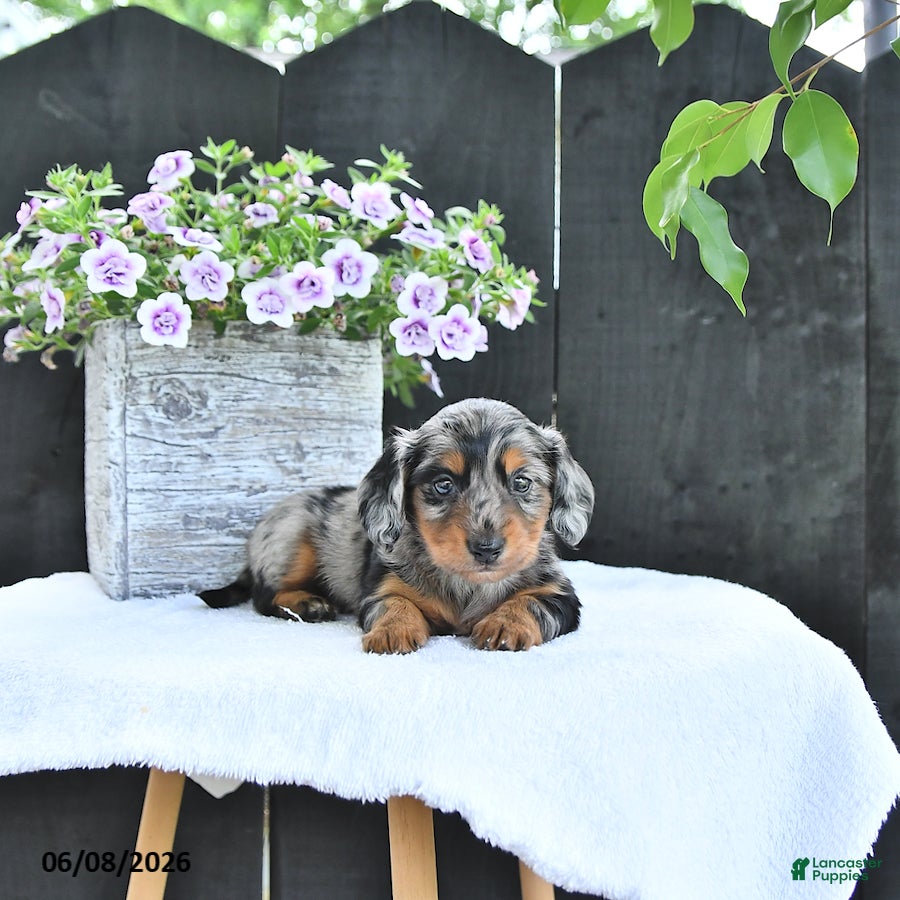 Dachshund dogs Asher - Ad 1