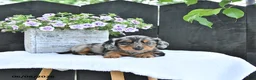 Dachshund dogs for sale: Asher - Ad 1