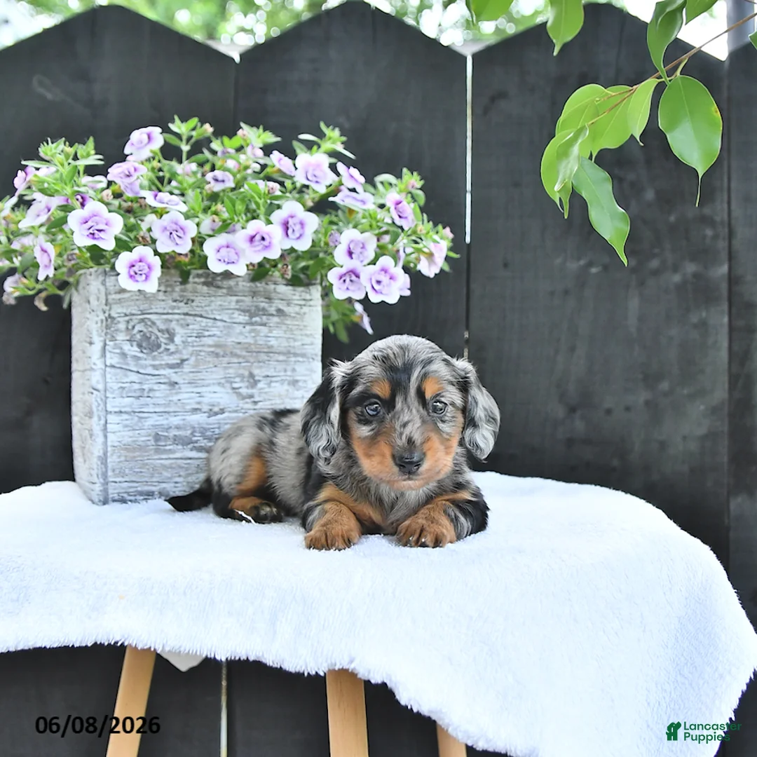 Dachshund dogs for sale: Asher - Ad 1