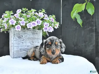 Dachshund dogs for sale: Asher - Ad 4