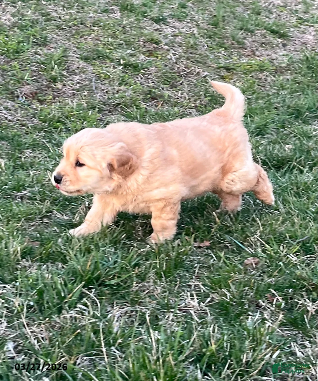 Golden Retriever dogs for sale: Buddy - Ad 2