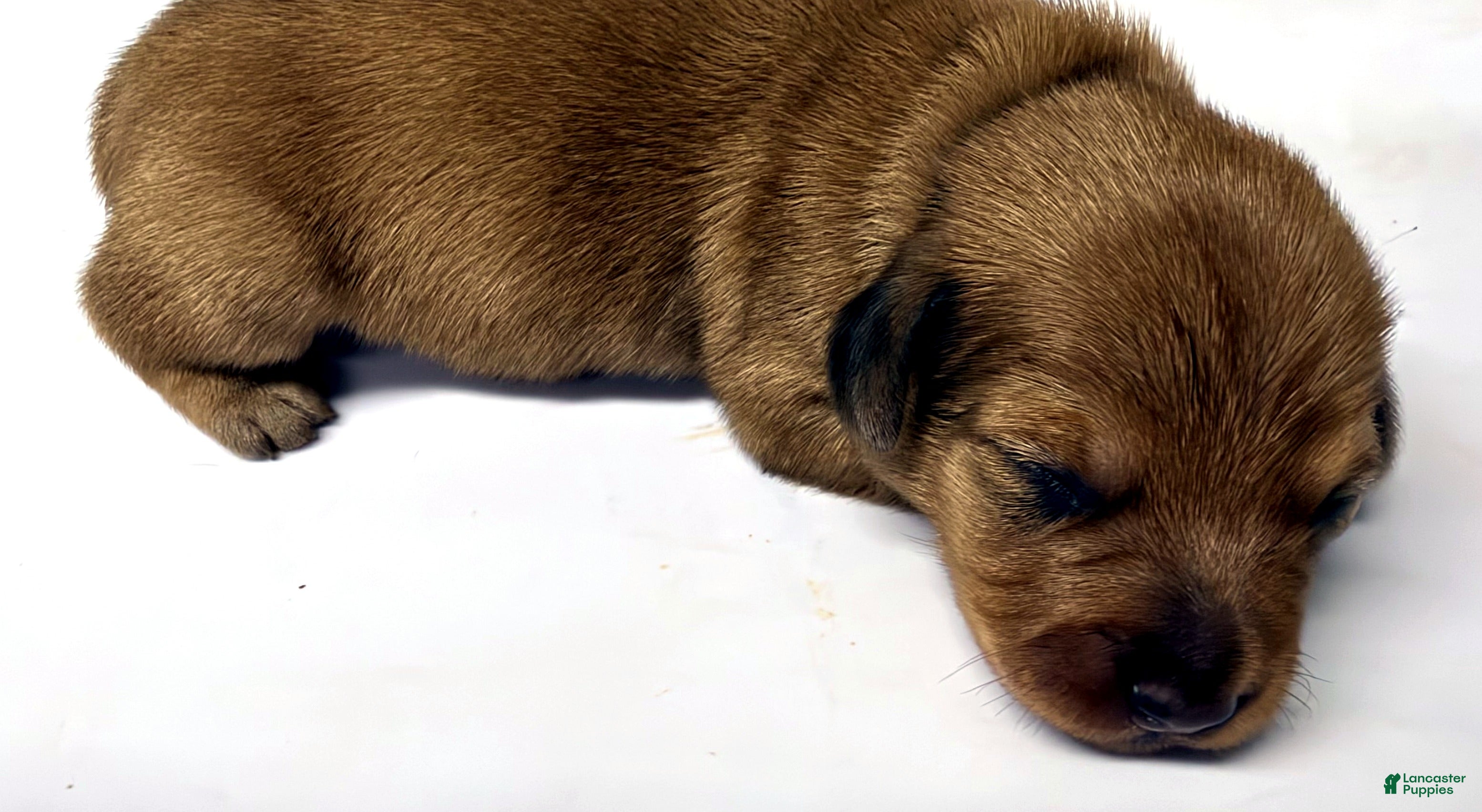 Miniature Dachshund dogs Miniature Dachshund 2 - Ad 2