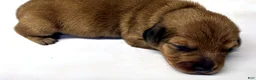 Miniature Dachshund dogs for sale: Miniature Dachshund 2 - Ad 2