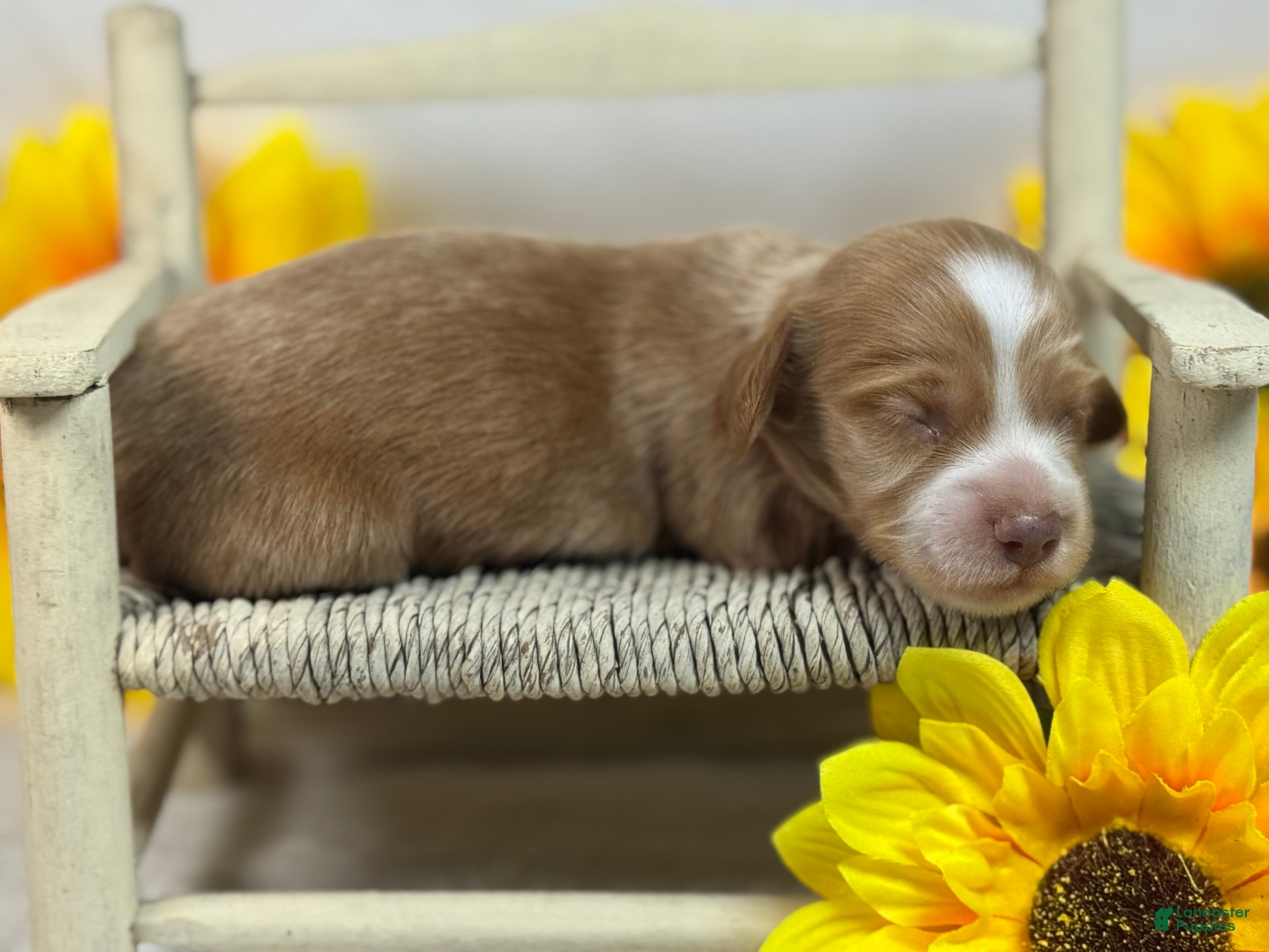 Miniature Dachshund dogs SILKY  Red/cream girl - Ad 15