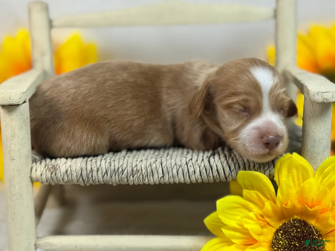 Miniature Dachshund dogs for sale: SILKY  Red/cream girl - Ad 1