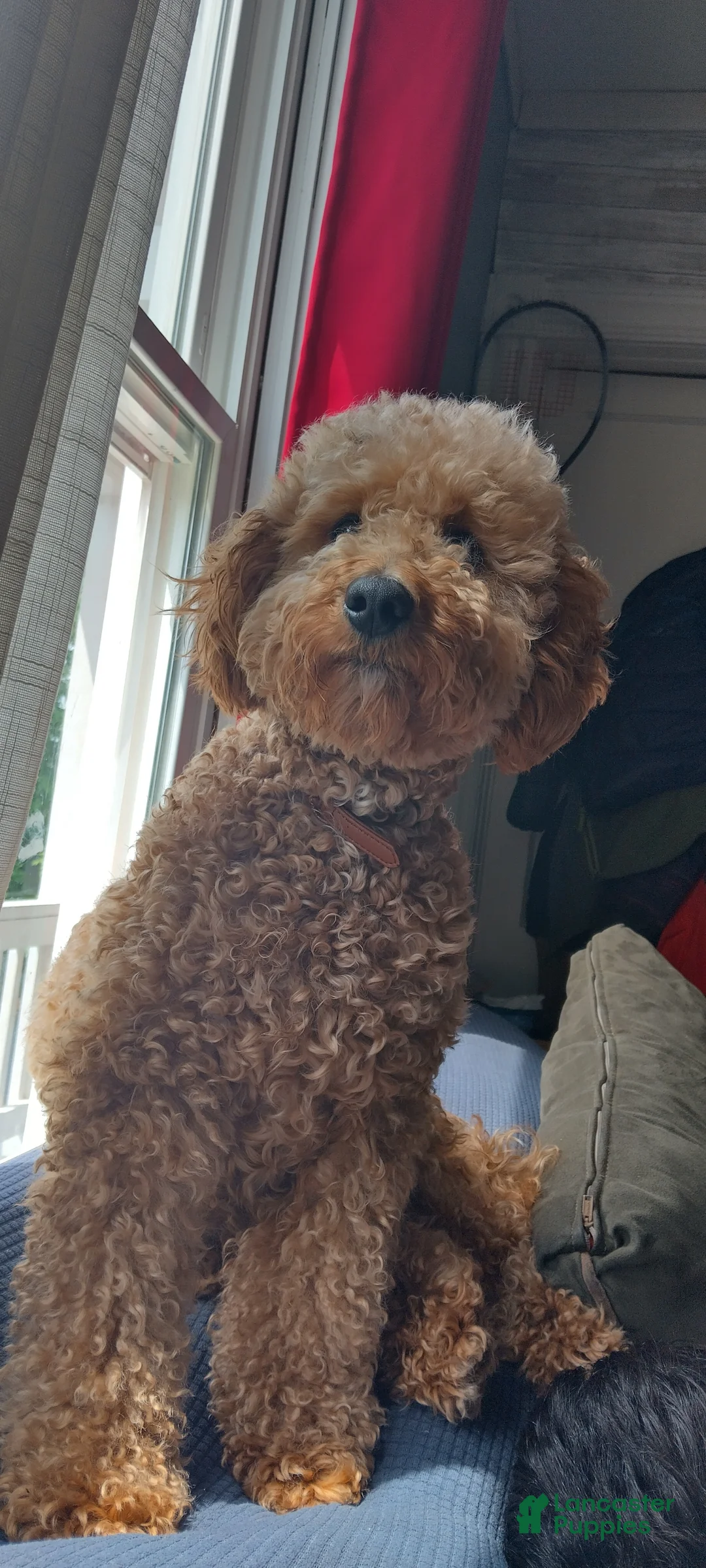 Goldendoodle dogs for sale: Goldendoodle Puppy 1 - Ad 5