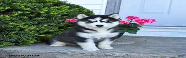 Roxie 