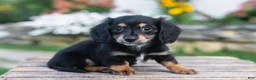 Miniature Dachshund dogs for sale: Lulu - Ad 4