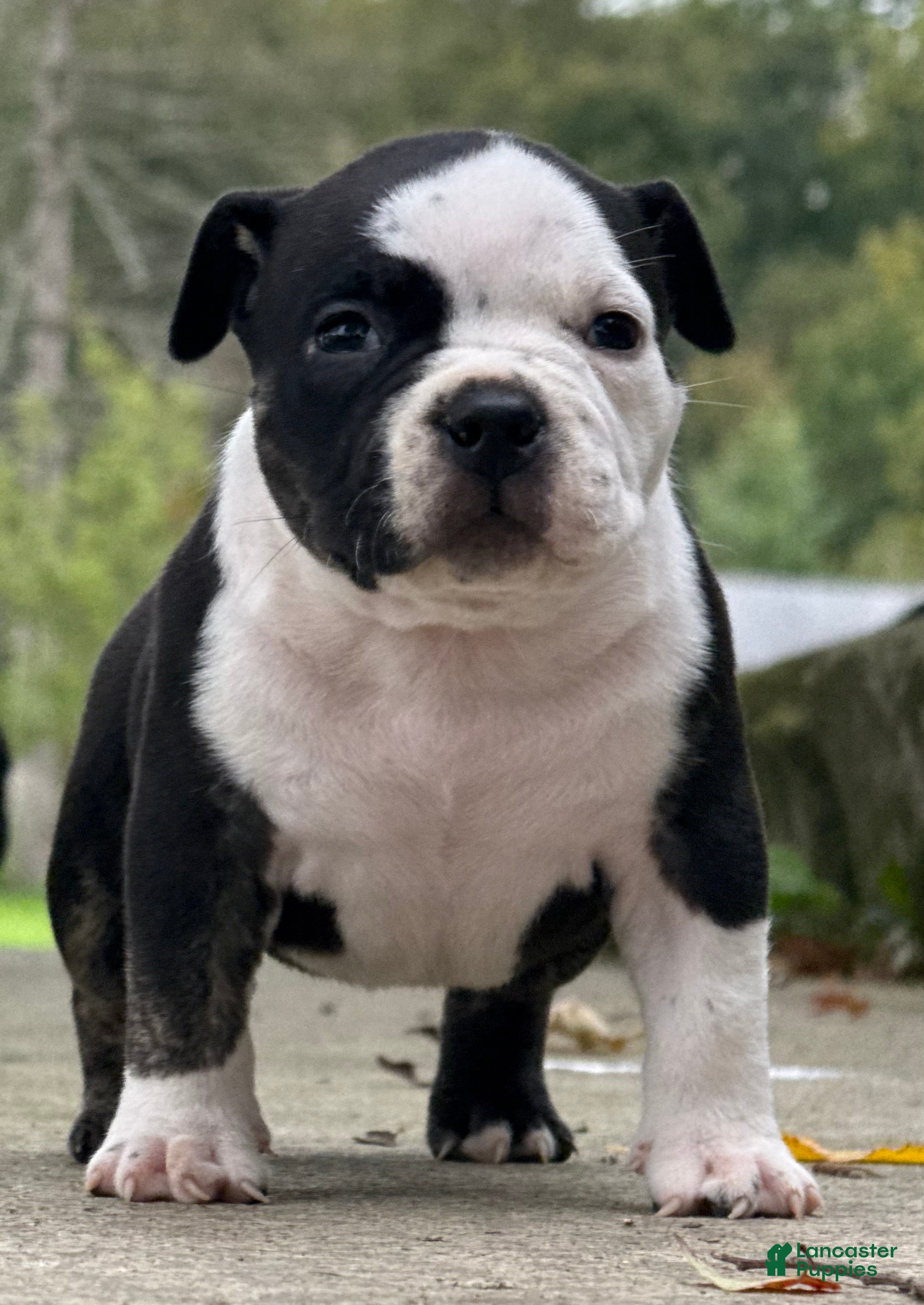 American Bully dogs for sale: Black Ticked Trindle 2 - Ad 4