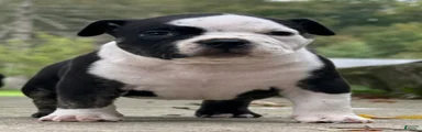 Black Ticked Trindle 2