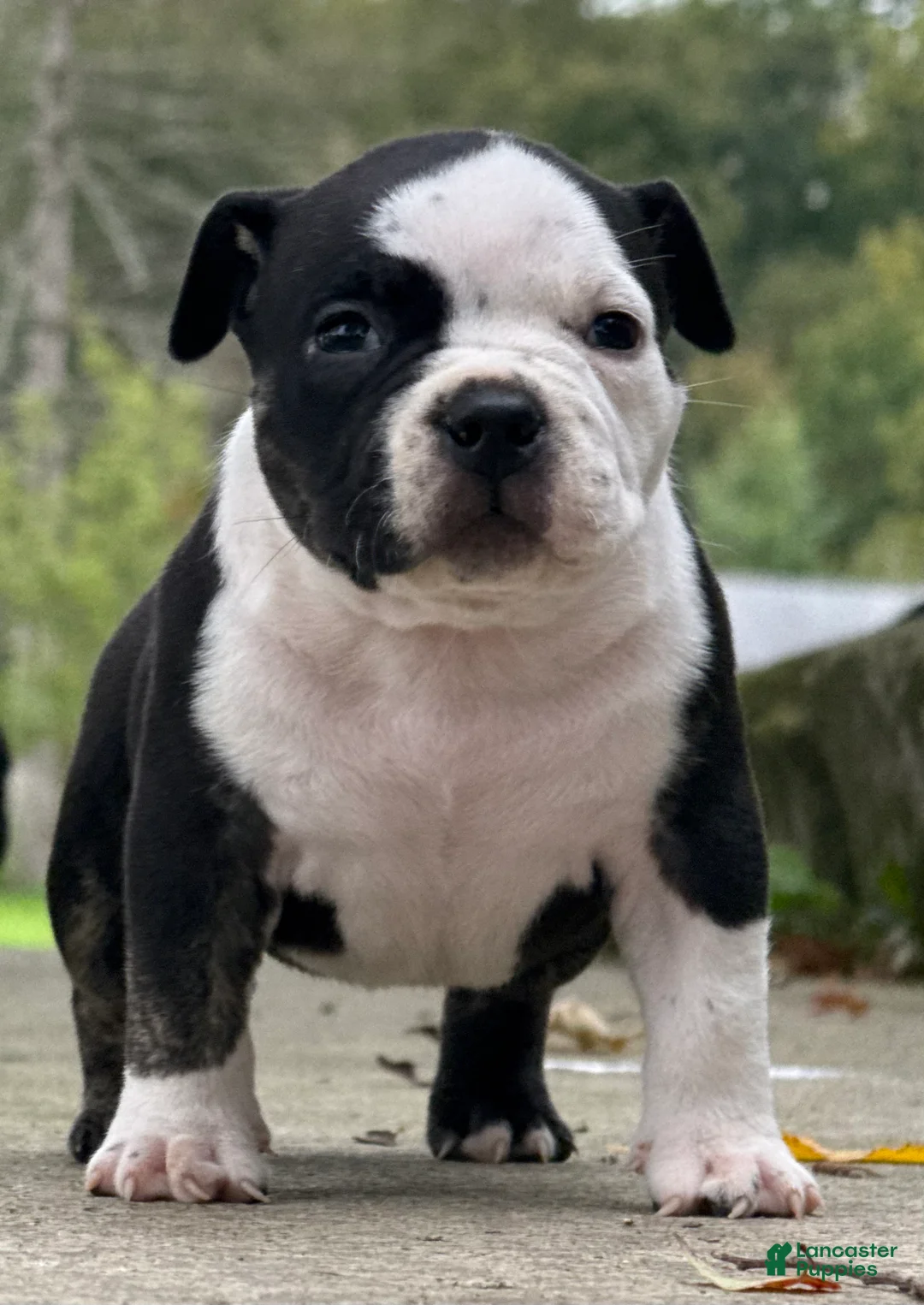 American Bully dogs for sale: Black Ticked Trindle 2 - Ad 1