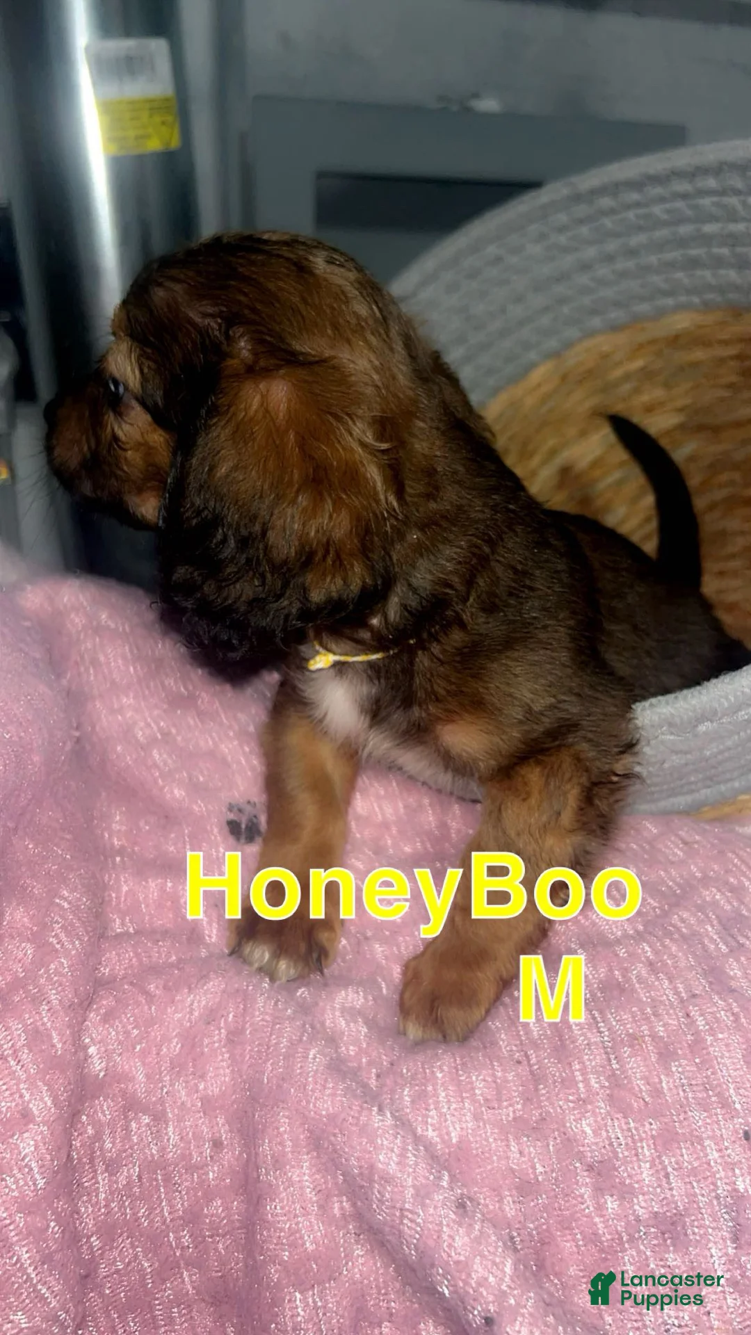 Mixed Breed dogs for sale: Honeyboo 🍯 (Male not Female ! - Ad 2