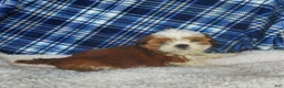 Shih Tzu dogs for sale: Harry - Ad 13