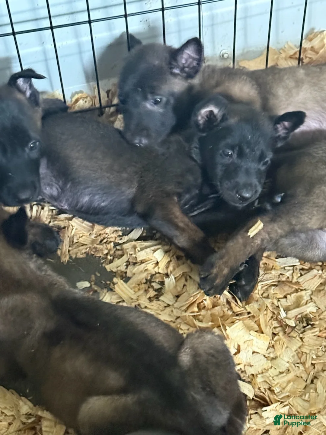 Belgian Malinois dogs for sale: Belgian Malinois Puppy 1 - Ad 1