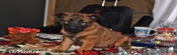 Belgian Malinois dogs for sale: Belle - Ad 2