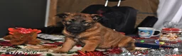 Belgian Malinois dogs for sale: Belle - Ad 7